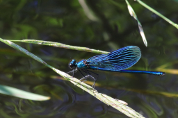 Prachtlibelle